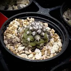 Copiapoa wagenknechtiiコピアポアワーゲンネクティ和厳玉実生 コピアポア ワーゲンネクティ 和厳玉 実生 サボテン 17 - メルカリ