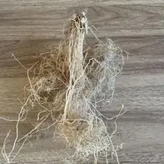 Item thumbnail for item 1c343050-8b10-4599-8042-2f64cc65acec