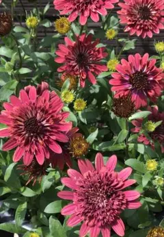 misayoma4様 リクエスト 2点 まとめ商品