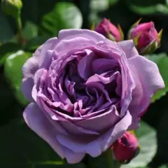 Qoo Nyan様 リクエスト 3点 まとめ商品