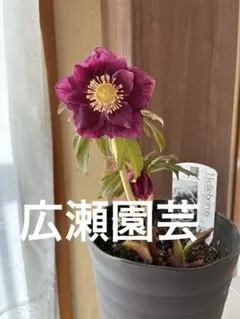 2026年最新】広瀬園芸の人気アイテム - メルカリ