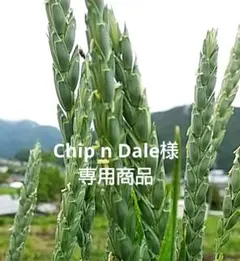 Chip n Dale様 専用商品