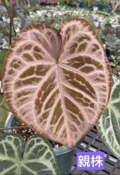 ハ*ー様 Anthurium ET Diamond Crystal 【EQUAT ハ*ー様 Anthurium ET Diamond Crystal 【EQUAT - メルカリ