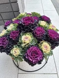 福岡県鬼木様の紫陽花☆筑紫路風 寄せ植えミックス☆14号鉢☆ラスト