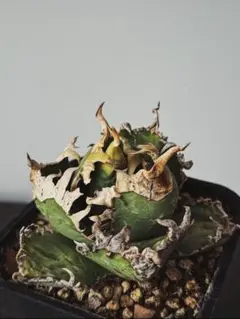 2026年最新】AGAVE godzillaの人気アイテム - メルカリ