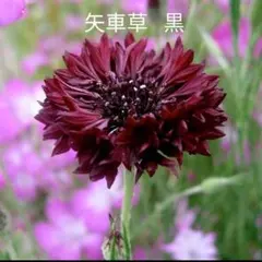 dankbar様 リクエスト 2点 まとめ商品