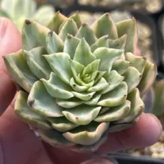 韓国苗 Ice pinky錦　特選株多肉植物 エケベリア 極美株 抜き苗のサムネイル