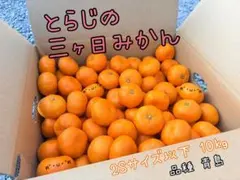三ヶ日みかん 青島小玉2Ｓサイズ以下 10kg