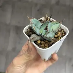 2026年最新】アガベBBの人気アイテム - メルカリ