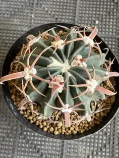 メルカリ便発送☆サボテン エキノカクタス 翠平丸×雷帝(国内実生苗です