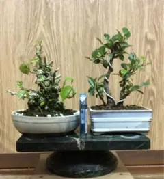 2026年最新】オオハマボウの人気アイテム - メルカリ