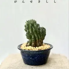 2026年最新】岩石獅子の人気アイテム - メルカリ