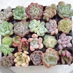 ④サービス品！ 韓国苗　カット苗　ミニ寄せ植え用　多肉植物