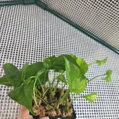 クロス様 リクエスト 2点 まとめ商品