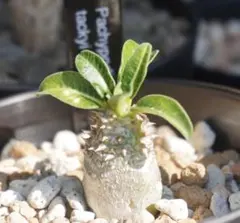 Pachypodium cv.Tackyi パキポディウム タッキー 純血実生 Pachypodium cv.Tackyi パキポディウム タッキー 純血実生 - メルカリ