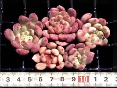 陽子様 リクエスト 2点 まとめ商品