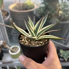 2025年最新】アガベ スノーグローの人気アイテム - メルカリ