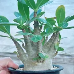 KEIKO様 リクエスト 3点 まとめ商品