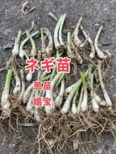 元祖！沖縄本島産！島らっきょう種苗 80本 - メルカリ