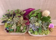 H 多品種　カラフル　育て方メモ　多肉植物　紅葉が綺麗❤️2セット