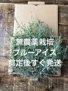 【無農薬】ブルーアイス 切り枝 30cm以上 ネコポス剪定後即発送 リース 花材のサムネイル