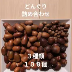 木の実　詰め合わせ　100個　3種　マテバシイ　くぬぎ　スダジイ　どんぐり