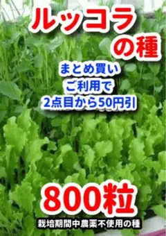 ルッコラの種【800粒】⭕️のサムネイル