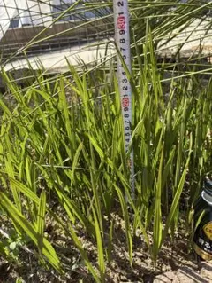 tomo様 リクエスト 3点 まとめ商品