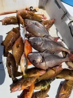 タイラバ乗っ込み真鯛根魚アコラバ本当に喰ってきますお試し３枚ゴールドオレンジラメのサムネイル