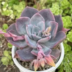 アフターグロー アフターグロウ 薄葉 大型 エケベリア 多肉植物 - メルカリ