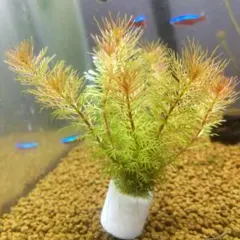 2026年最新】魚用品・水草の人気アイテム - メルカリ