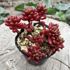 2026年最新】レッドベリー多肉植物の人気アイテム - メルカリ