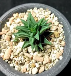 たぐ様 リクエスト 2点 まとめ商品