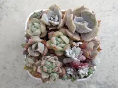 森野コグミ様 リクエスト 2点 まとめ商品