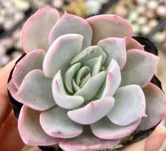 メルカリ便　メキシカンジャイアント錦　ポットごと 2025年最新】メキシカンジャイアントの人気アイテム - メルカリ