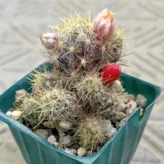 つむつむ様 リクエスト 3点 まとめ商品