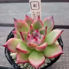 みいママ様 リクエスト 2点 まとめ商品