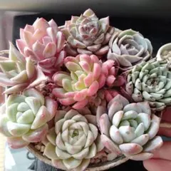 クッキー☆様 リクエスト 4点 まとめ商品