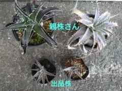 コロカシアビッグディッパー 抜き苗 第4種発送 - メルカリ