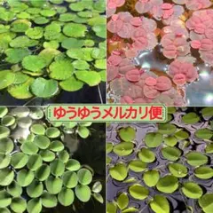 ユキちゃん様リクエスト浮き草セット入門水草4種 (ゆうゆうメルカリ便)
