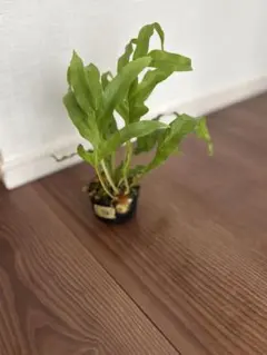 2026年最新】ドリナリアの人気アイテム - メルカリ