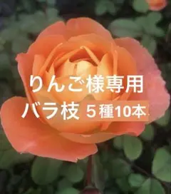 りんご様専用　バラ枝３種6本