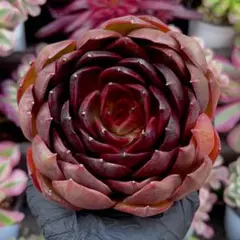 aririn☘様 リクエスト 3点 まとめ商品