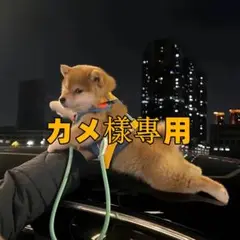 カメ樣専用