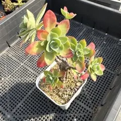 Yuki様 リクエスト 9点 まとめ商品