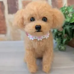 トイプードル♡アプリコットのサムネイル
