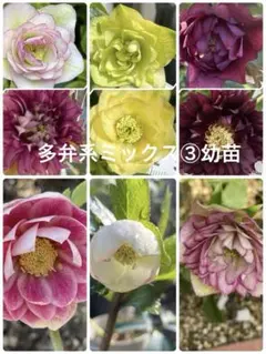 Coco & Juju様 リクエスト 3点 まとめ商品