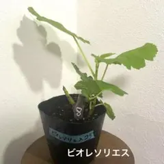 かめきち様 リクエスト 2点 まとめ商品