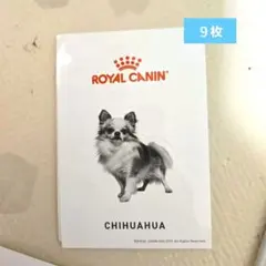 チワワ　ステッカー　ROYAL CANINのサムネイル