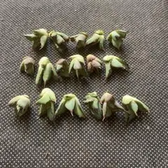 多肉植物 アガベ チタノタ ハデス 子株 17株同梱のサムネイル